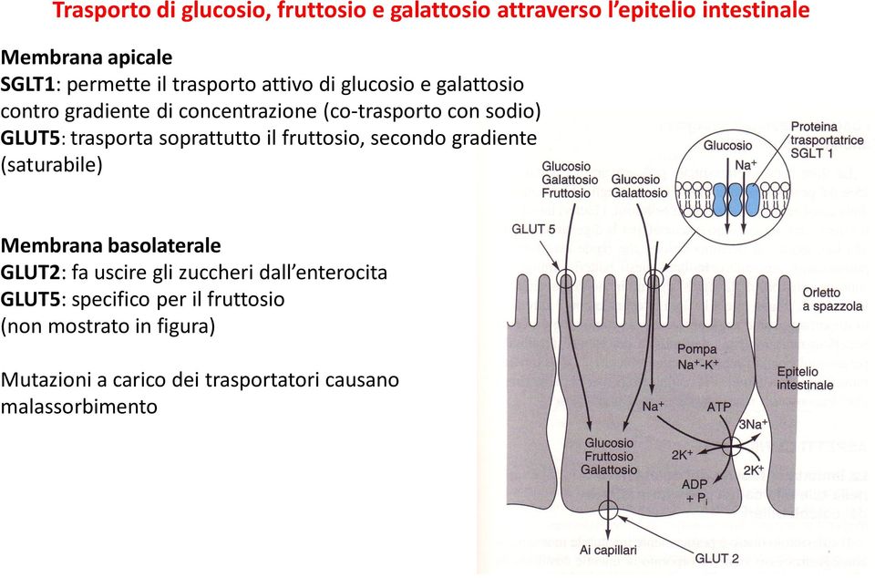 soprattutto il fruttosio, secondo gradiente (saturabile) Membrana basolaterale GLUT2: fa uscire gli zuccheri dall