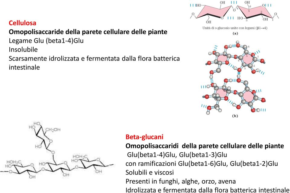 parete cellulare delle piante Glu(beta1-4)Glu, Glu(beta1-3)Glu con ramificazioni Glu(beta1-6)Glu,