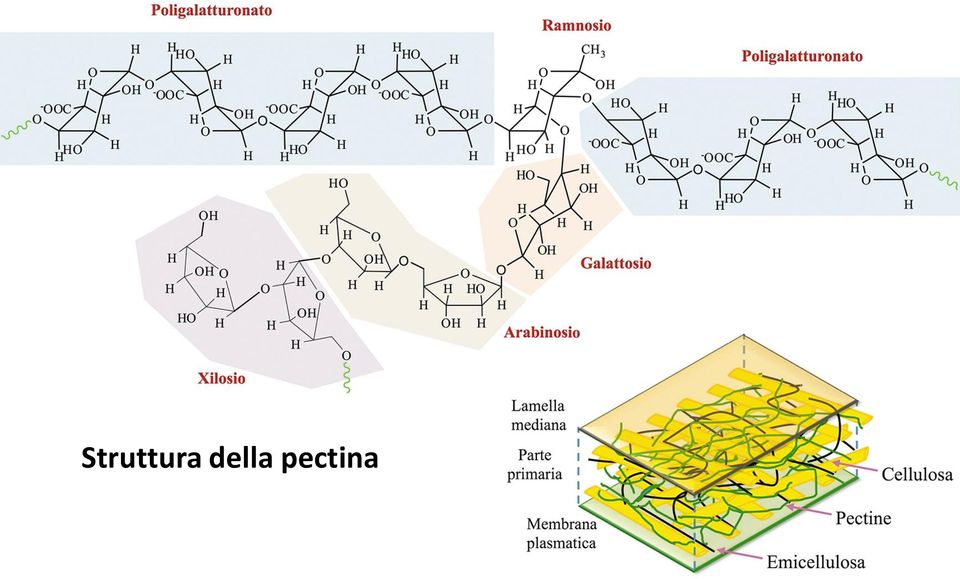 pectina