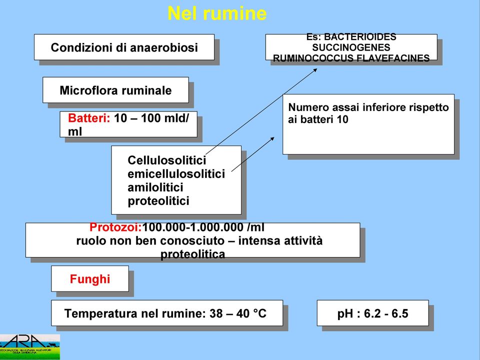 formano un analoga massa Cellulosolitici emicellulosolitici amilolitici proteolitici Protozoi:100.000-