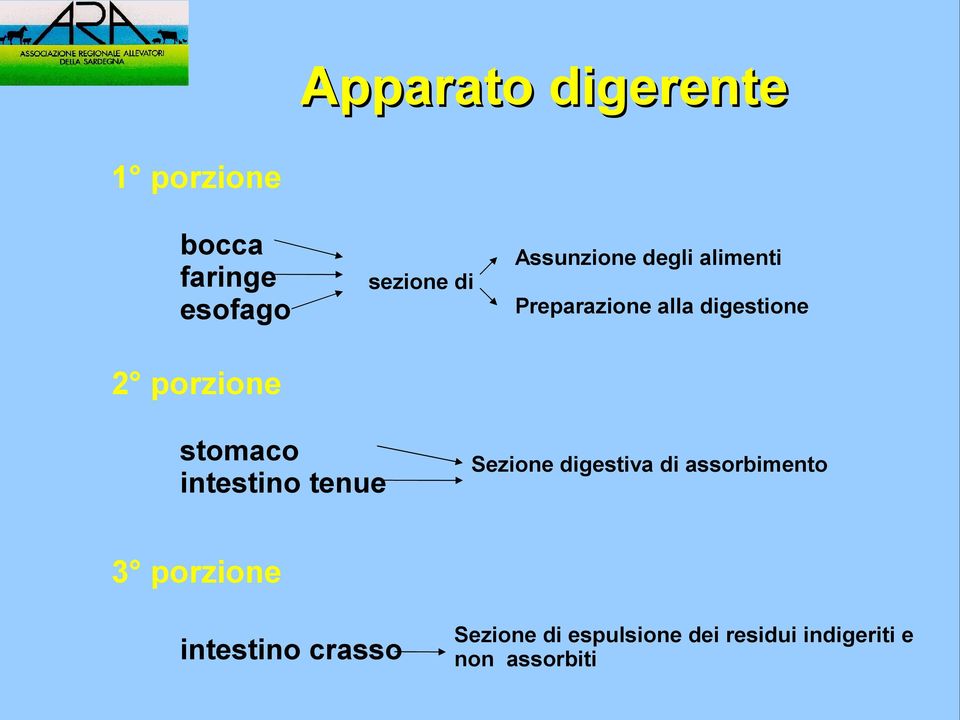 intestino tenue Sezione digestiva di assorbimento 3 porzione