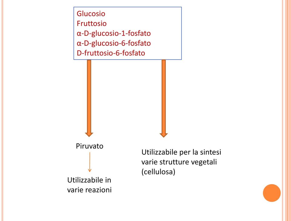 Piruvato Utilizzabile in varie reazioni