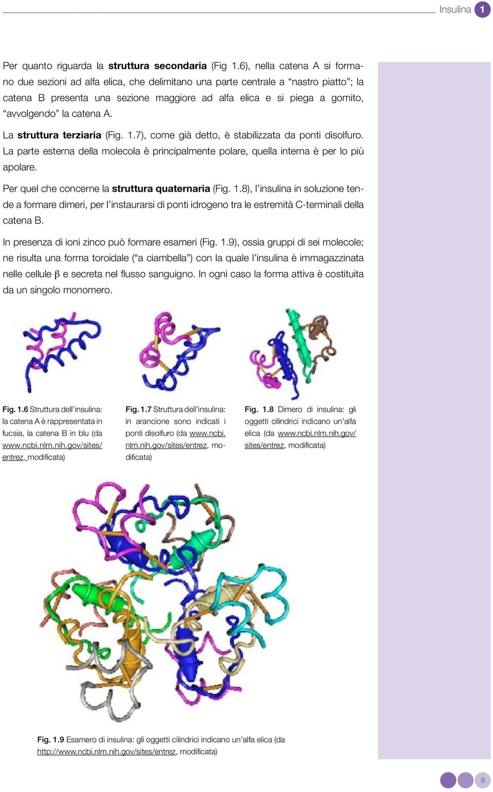 catena A. La struttura terziaria (Fig. 1.7), come già detto, è stabilizzata da ponti disolfuro. La parte esterna della molecola è principalmente polare, quella interna è per lo più apolare.