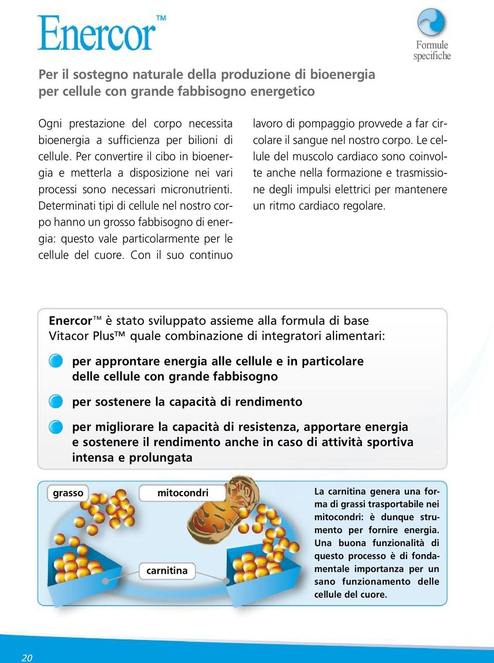 Determinati tipi di cellule nel nostro corpo hanno un grosso fabbisogno di energia: questo vale particolarmente per le cellule del cuore.