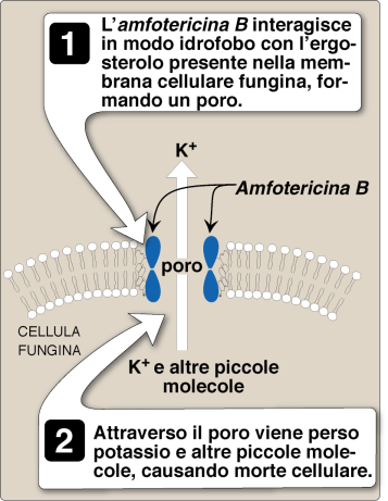 Farmaci corticosteroidi meccanismo d'azione