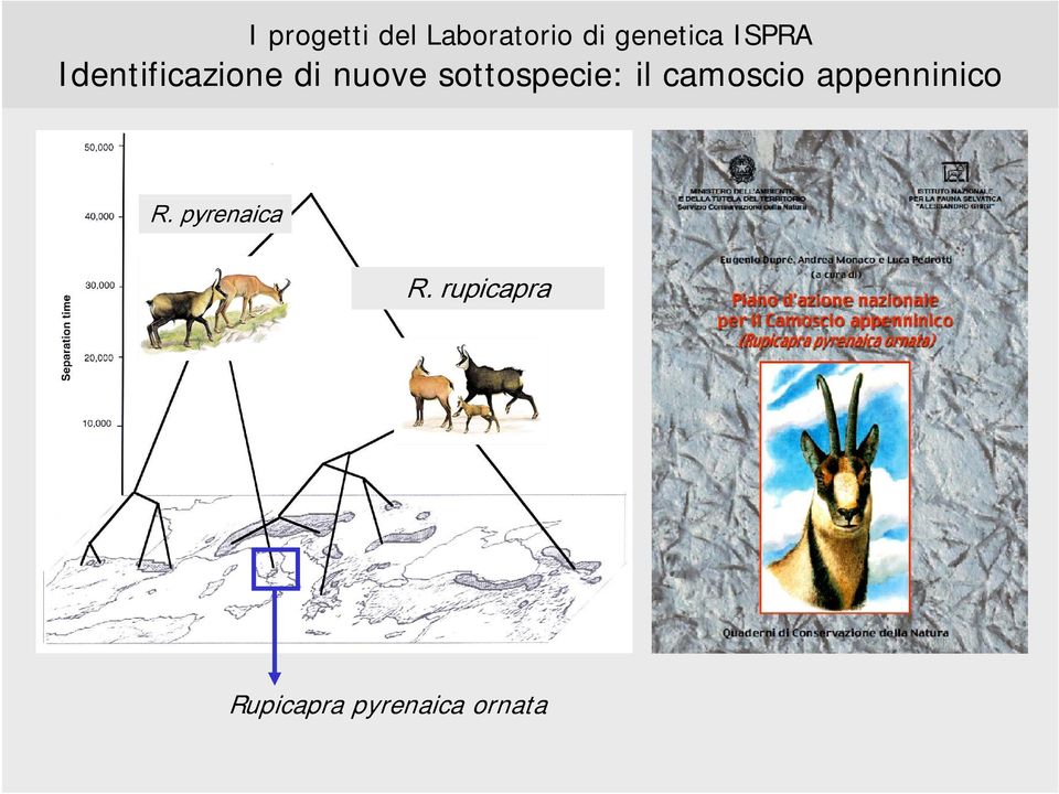 appenninico R. pyrenaica R.