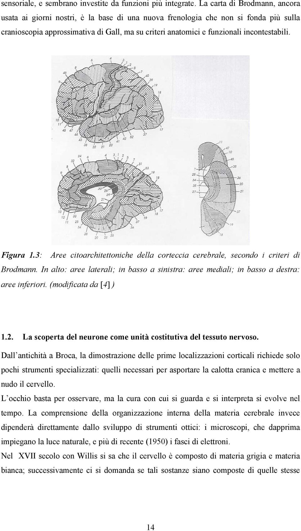 incontestabili. Figura 1.3: Aree citoarchitettoniche della corteccia cerebrale, secondo i criteri di Brodmann.