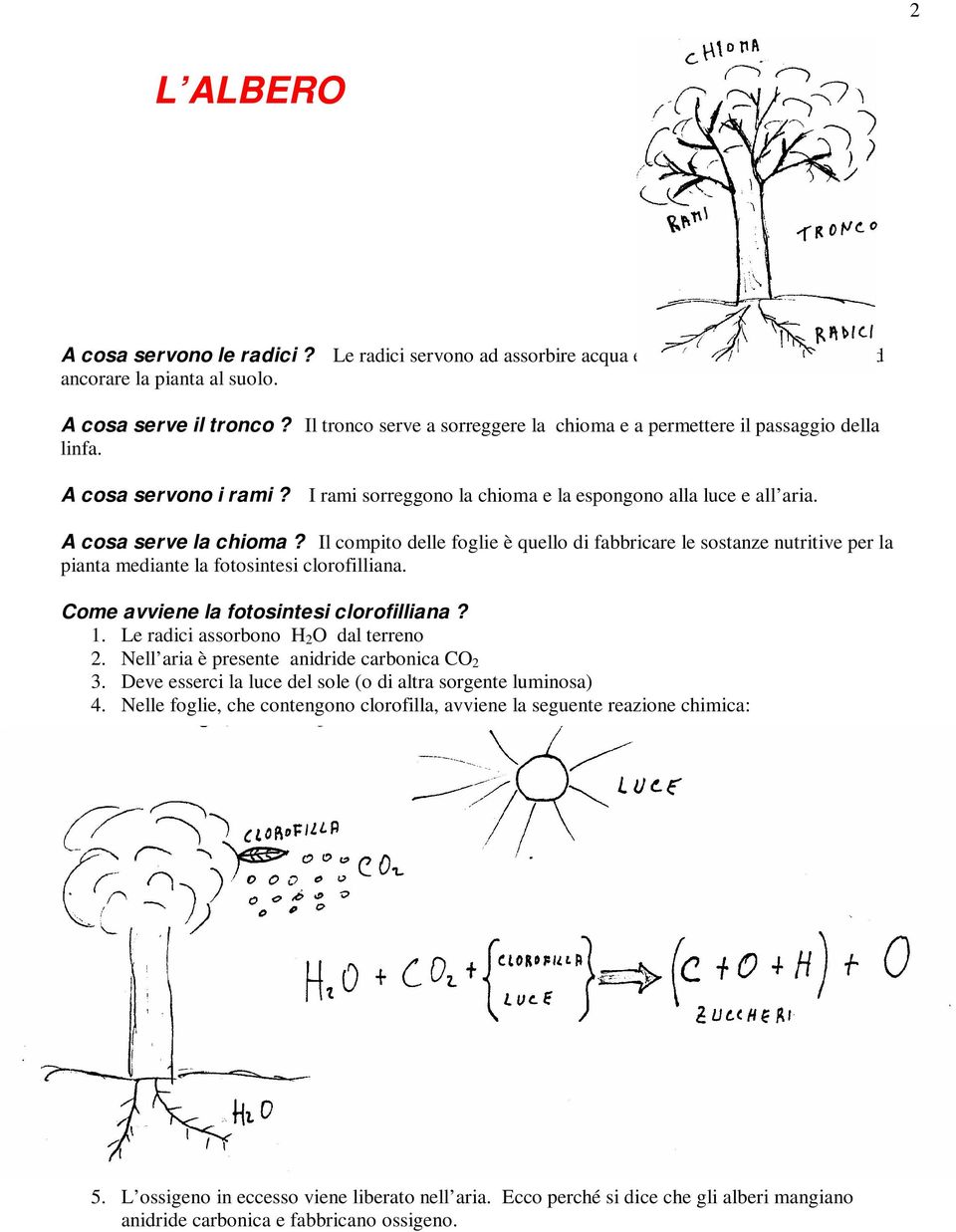 Il compito delle foglie è quello di fabbricare le sostanze nutritive per la pianta mediante la fotosintesi clorofilliana. Come avviene la fotosintesi clorofilliana? 1.