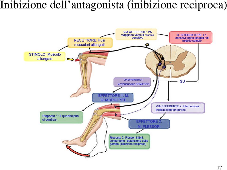 sensitivi fanno sinapsi nel midollo spinale STIMOLO: Muscolo allungato VIA EFFERENTE 1: MOTONEURONE SOMATICO SU Risposta 1: Il