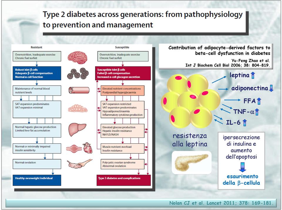 leptina adiponectina FFA TNF-α α IL-6 resistenza alla leptina ipersecrezione di