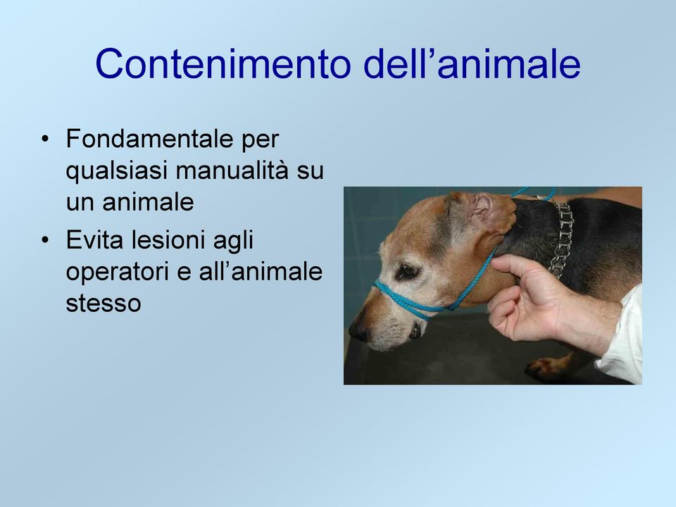 manualità su un animale Evita