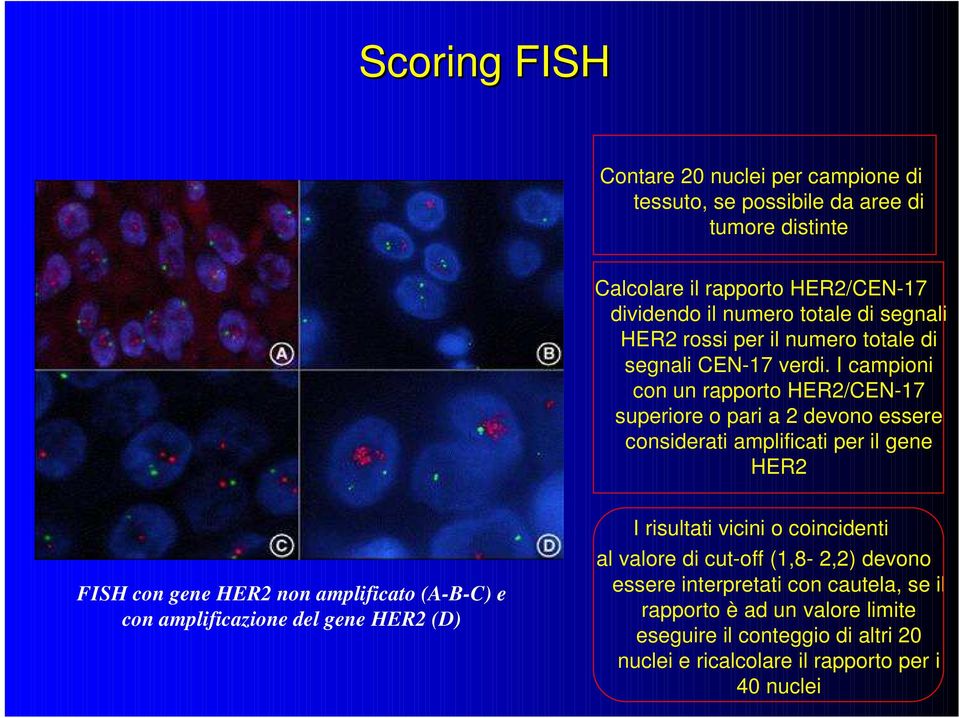 I campioni con un rapporto HER2/CEN-17 superiore o pari a 2 devono essere considerati amplificati per il gene HER2 FISH con gene HER2 non amplificato (A-B-C) e