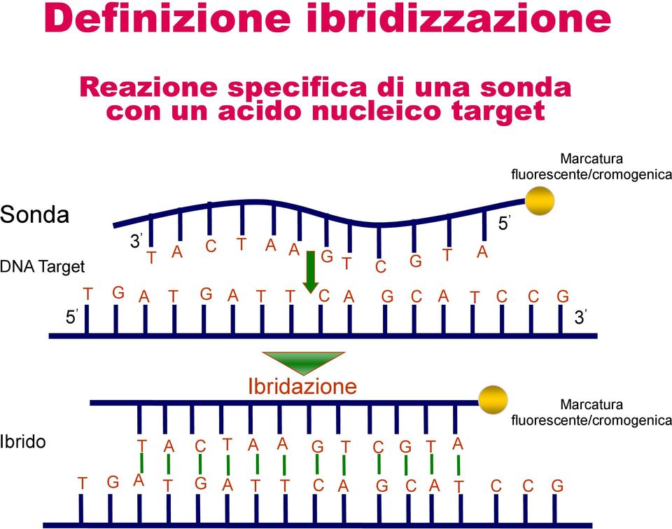 A A G T A T C G T G A T G A T T C A G C A T C C G 5 3 Ibrido Ibridazione T A C