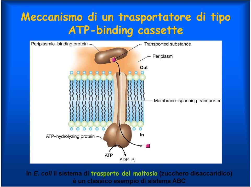 coli il sistema di trasporto del maltosio