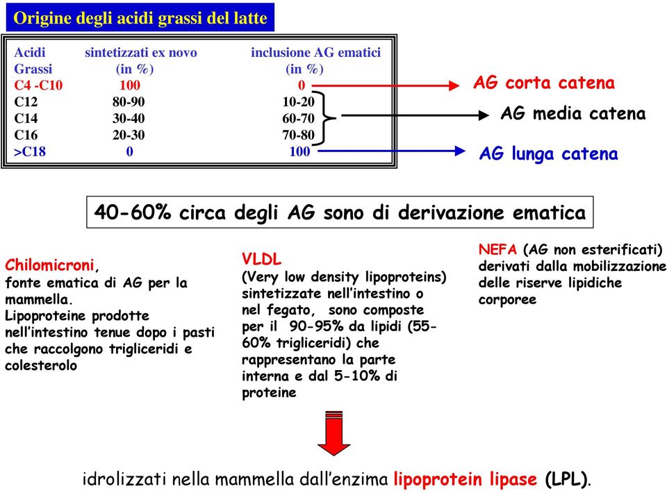 Lipoproteine prodotte nell intestino tenue dopo i pasti che raccolgono trigliceridi e colesterolo VLDL (Very low density lipoproteins) sintetizzate nell intestino o nel fegato, sono composte per