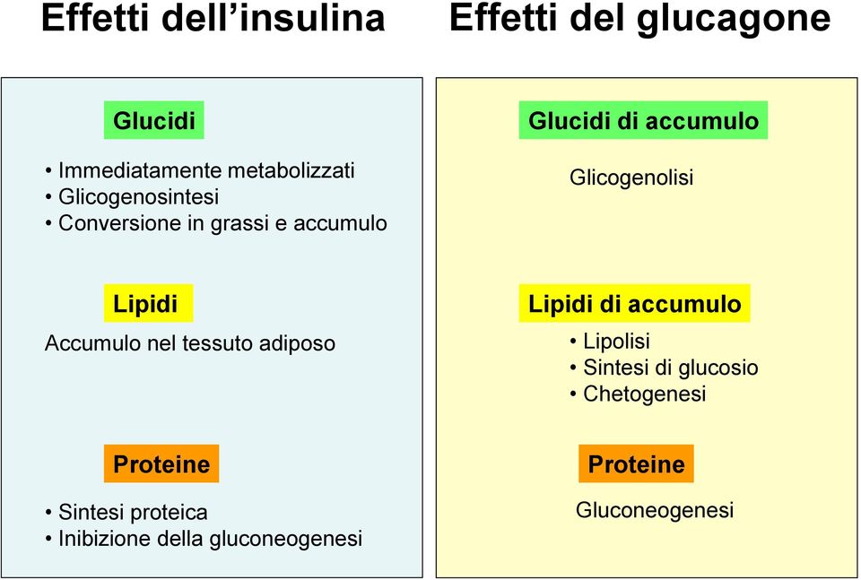Lipidi Accumulo nel tessuto adiposo Lipidi di accumulo Lipolisi Sintesi di glucosio