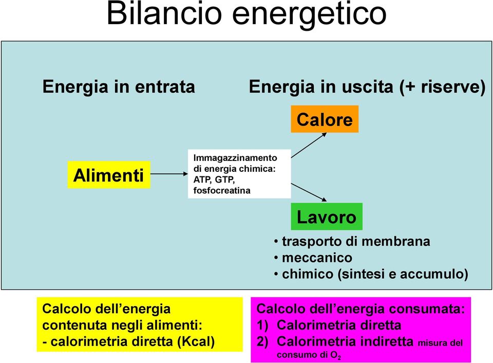 chimico (sintesi e accumulo) Calcolo dell energia contenuta negli alimenti: - calorimetria diretta