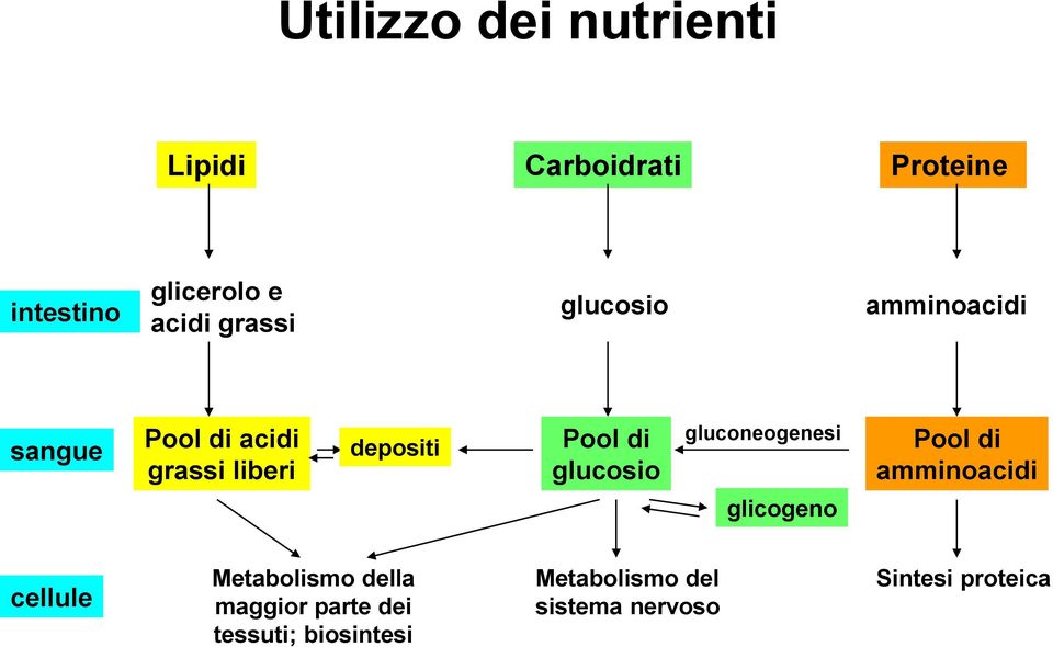 glucosio gluconeogenesi Pool di amminoacidi glicogeno cellule Metabolismo della