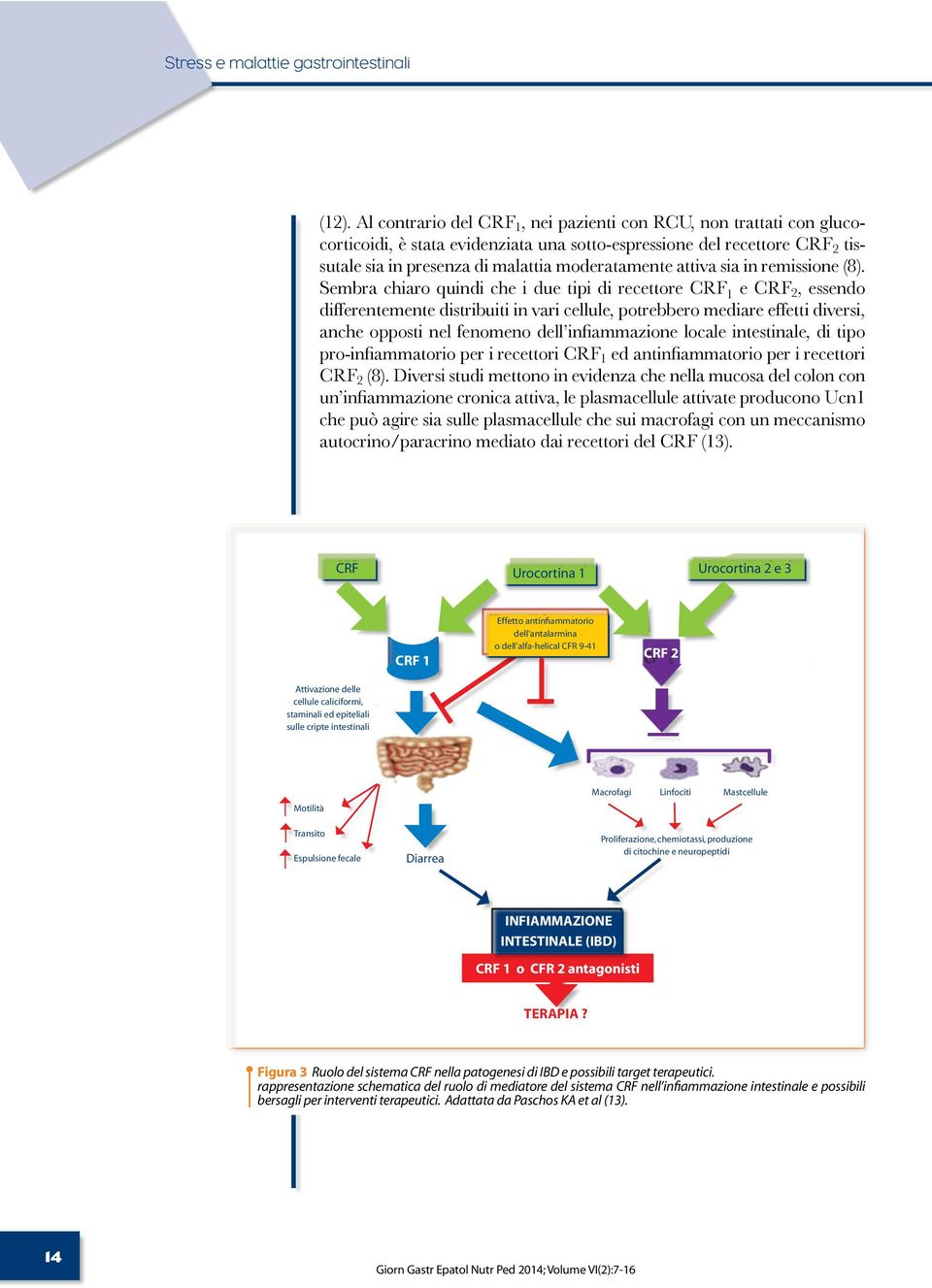 neuropeptidi INFIAMMAZIONE INTESTINALE (IBD) CRF 1 o CFR 2 antagonisti TERAPIA? Figura 3 Ruolo del sistema CRF nella patogenesi di IBD e possibili target terapeutici.
