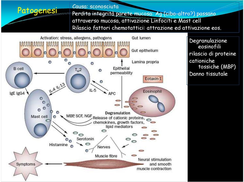 ) passano attraverso mucosa, attivazione Linfociti e Mast cell Rilascio