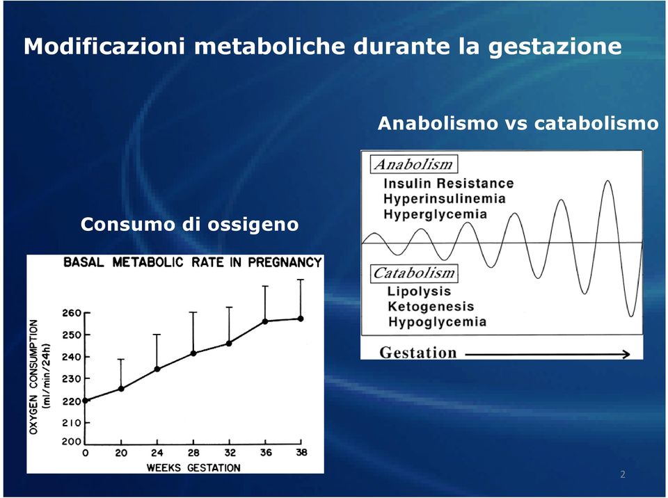 gestazione Anabolismo