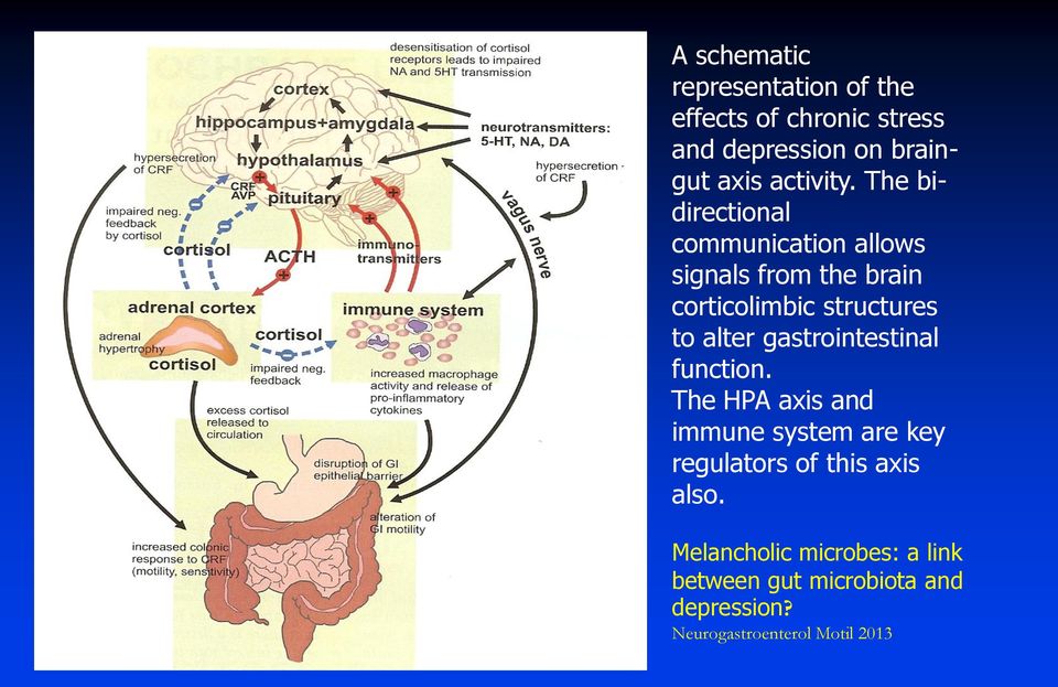 The bidirectional communication allows signals from the brain corticolimbic structures to alter