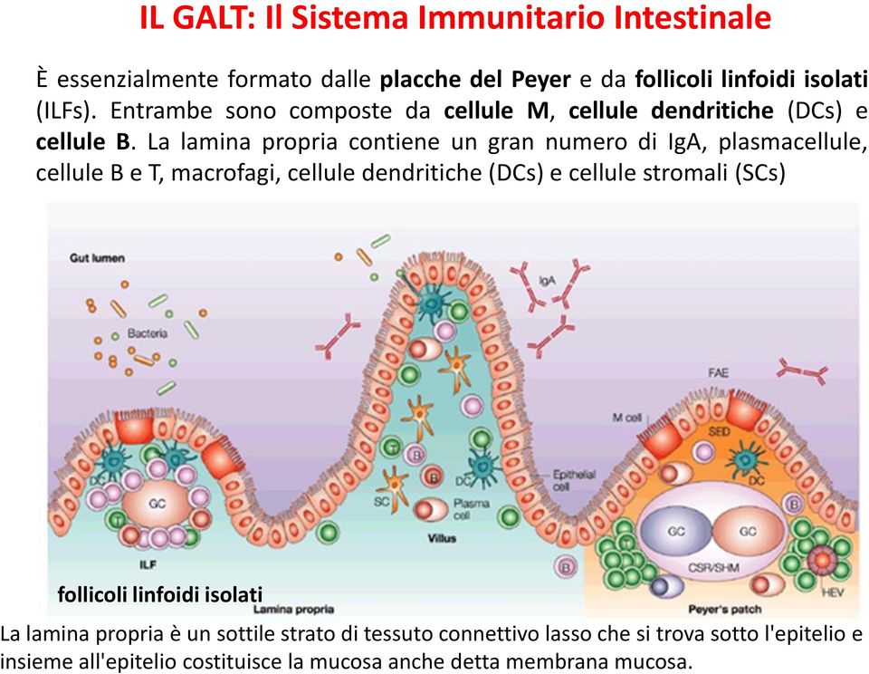 La lamina propria contiene un gran numero di IgA, plasmacellule, cellule B e T, macrofagi, cellule dendritiche (DCs) e cellule stromali