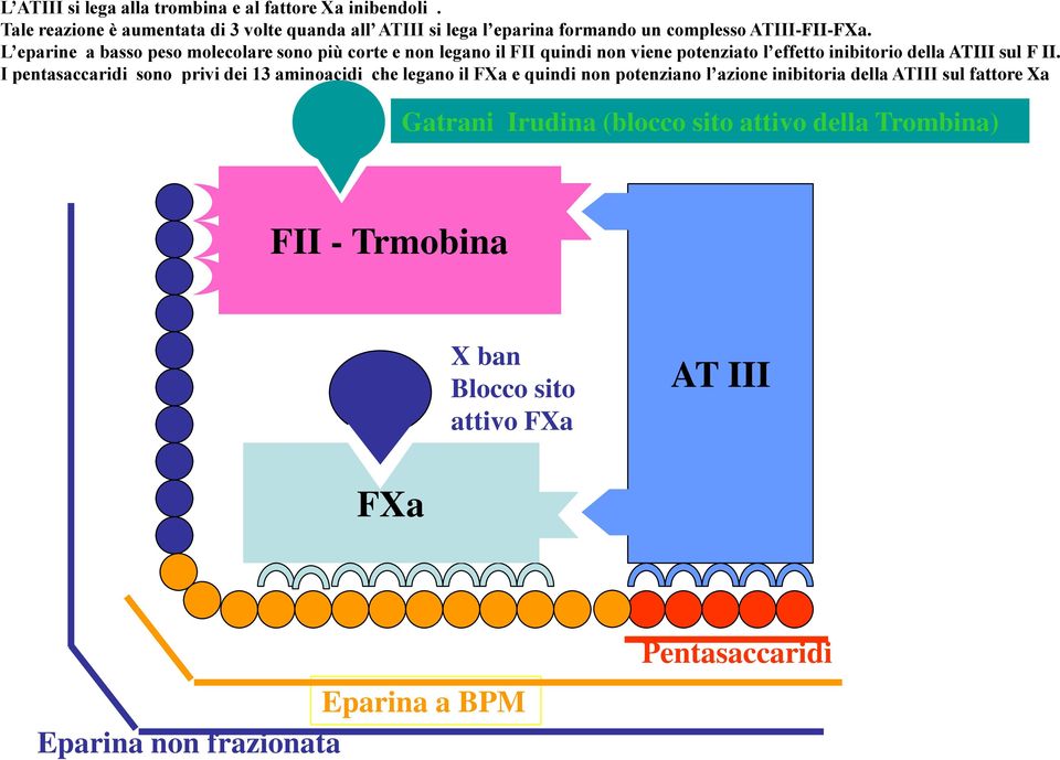 L eparine a basso peso molecolare sono più corte e non legano il FII quindi non viene potenziato l effetto inibitorio della ATIII sul F II.