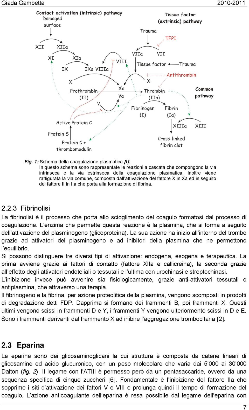 2.3 Fibrinolisi La fibrinolisi è il processo che porta allo scioglimento del coagulo formatosi dal processo di coagulazione.