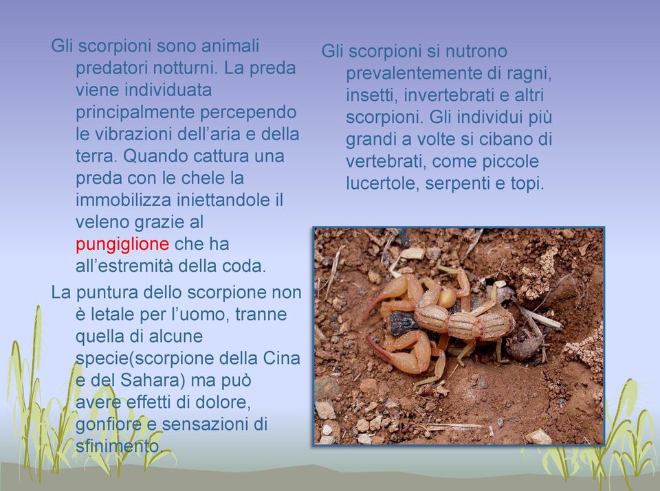 La puntura dello scorpione non è letale per l uomo, tranne quella di alcune specie(scorpione della Cina e del Sahara) ma può avere effetti di dolore, gonfiore e