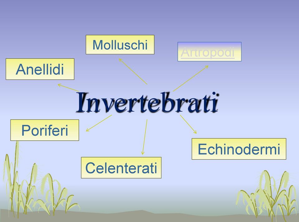 Invertebrati