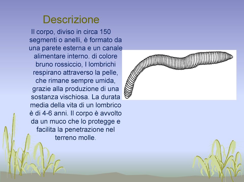 di colore bruno rossiccio, I lombrichi respirano attraverso la pelle, che rimane sempre umida, grazie