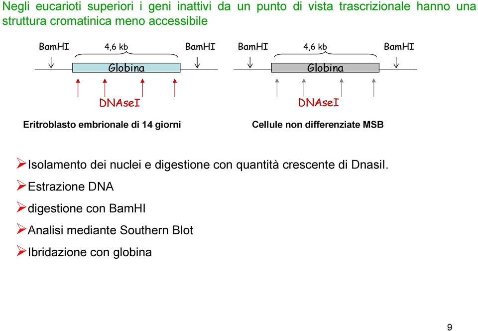 Eritroblasto embrionale di 14 giorni Cellule non differenziate MSB Isolamento dei nuclei e digestione con