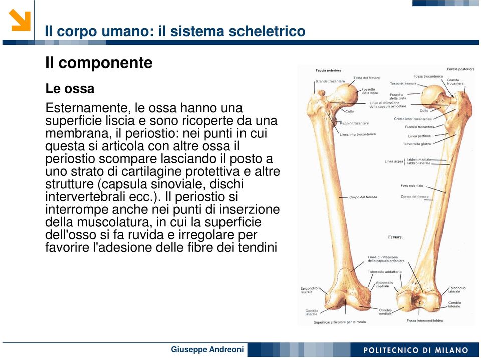 cartilagine protettiva e altre strutture (capsula sinoviale, dischi intervertebrali ecc.).