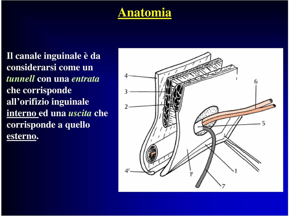 all orifizio inguinale interno ed una