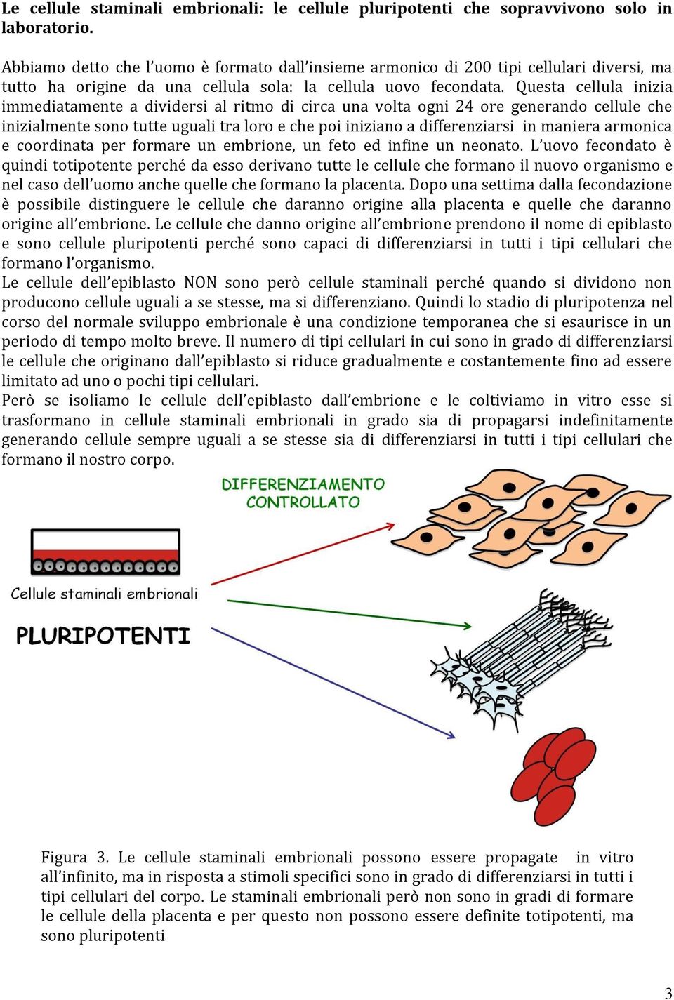 Questa cellula inizia immediatamente a dividersi al ritmo di circa una volta ogni 24 ore generando cellule che inizialmente sono tutte uguali tra loro e che poi iniziano a differenziarsi in maniera