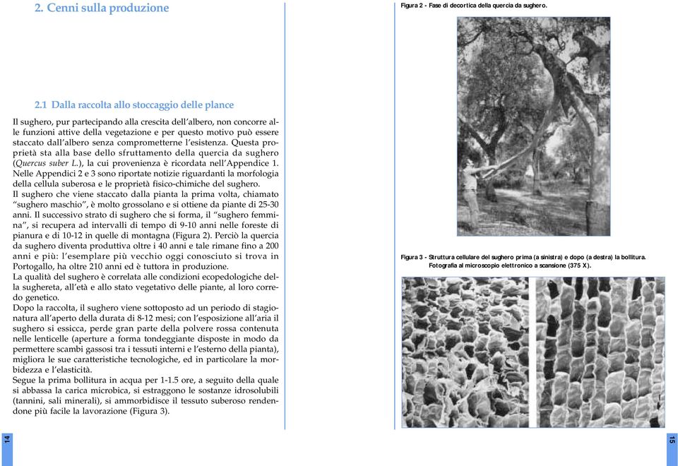 1 Dalla raccolta allo stoccaggio delle plance Il sughero, pur partecipando alla crescita dell albero, non concorre alle funzioni attive della vegetazione e per questo motivo può essere staccato dall