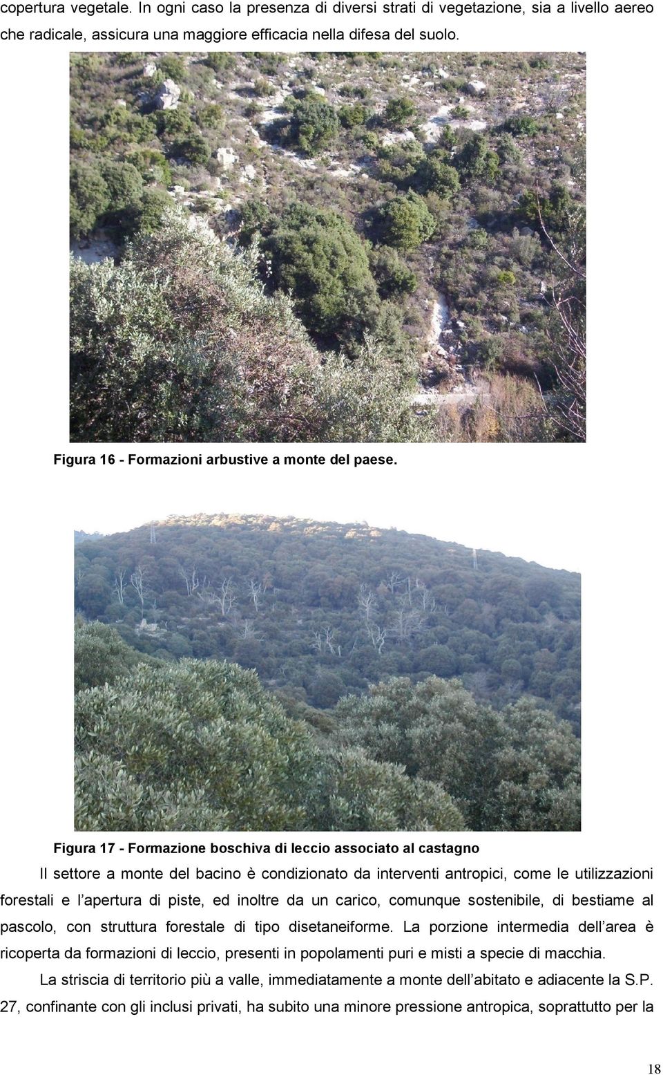 Figura 17 - Formazione boschiva di leccio associato al castagno Il settore a monte del bacino è condizionato da interventi antropici, come le utilizzazioni forestali e l apertura di piste, ed inoltre