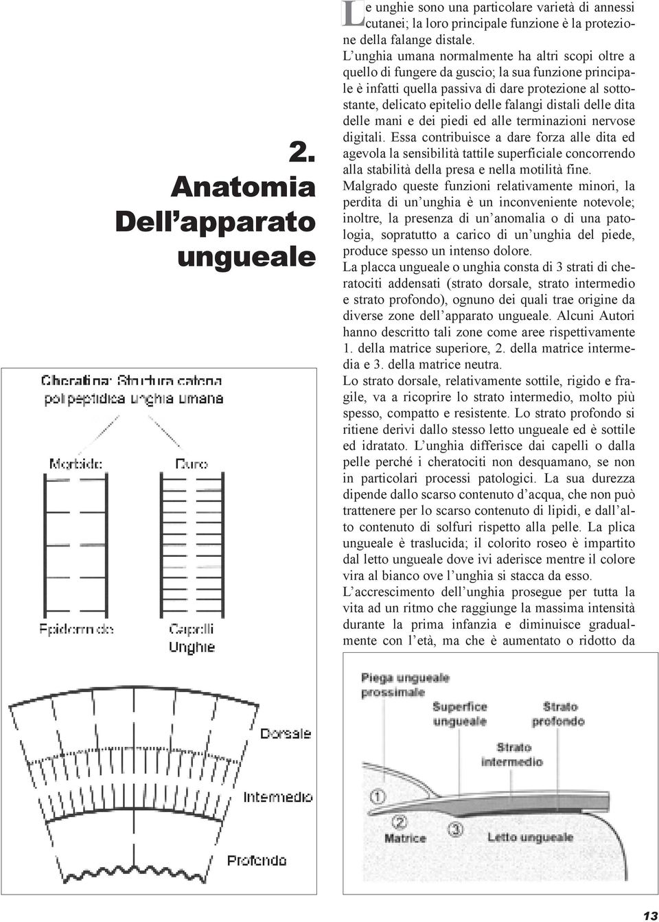 distali delle dita delle mani e dei piedi ed alle terminazioni nervose digitali.