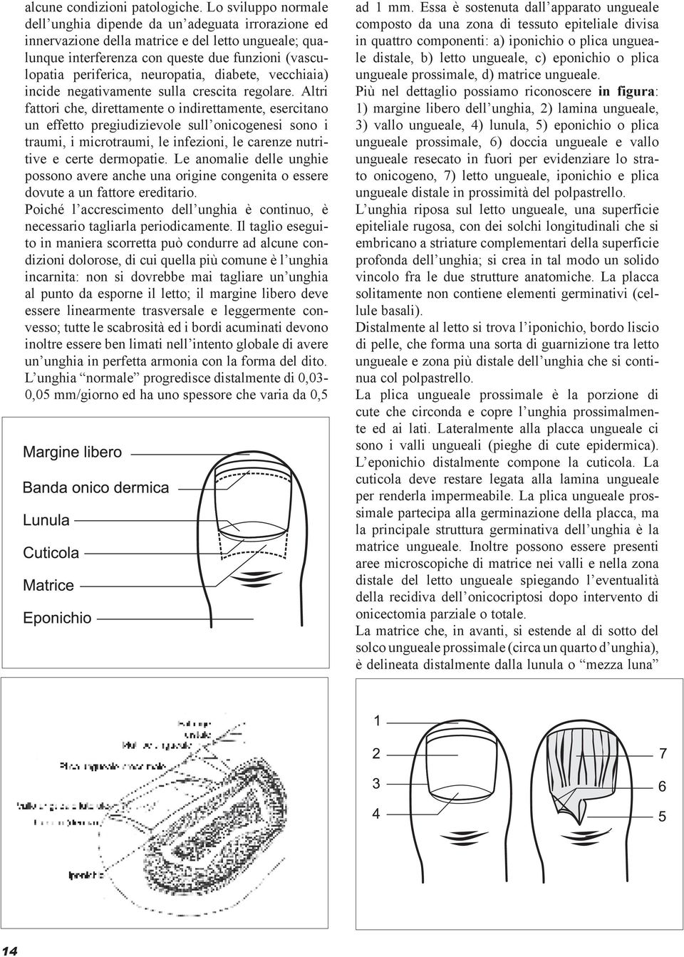 neuropatia, diabete, vecchiaia) incide negativamente sulla crescita regolare.