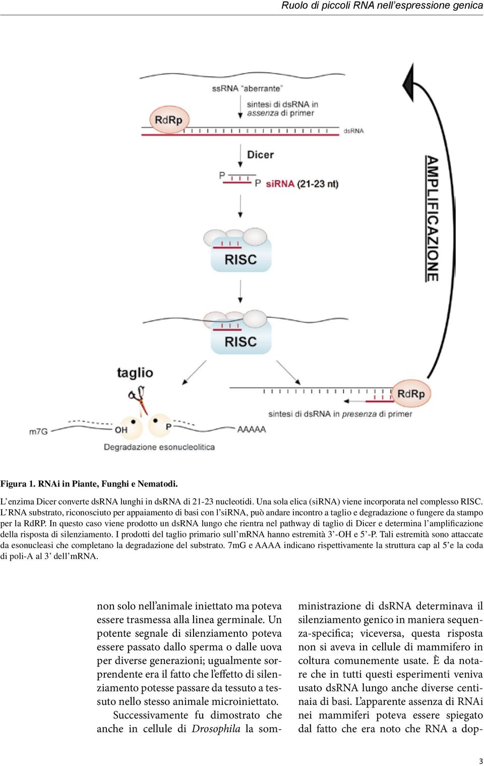 In questo caso viene prodotto un dsrna lungo che rientra nel pathway di taglio di Dicer e determina l amplificazione della risposta di silenziamento.