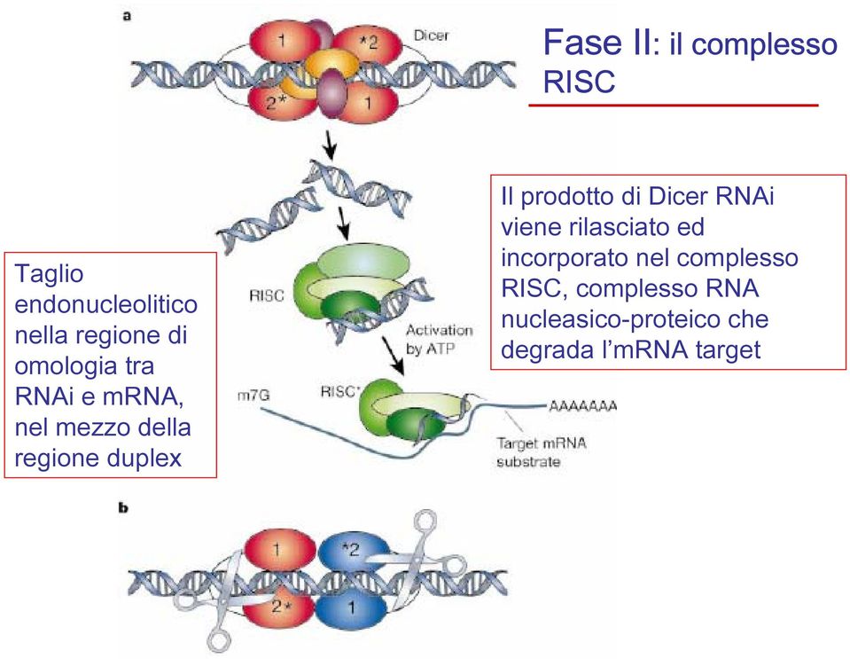 prodotto di Dicer RNAi viene rilasciato ed incorporato nel