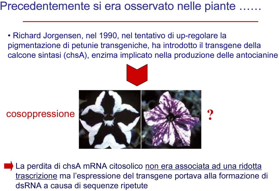 implicato nella produzione delle antocianine cosoppressione?