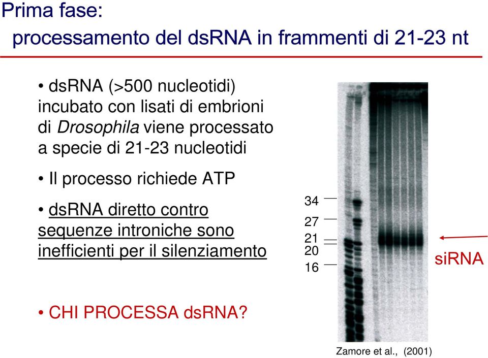 nucleotidi Il processo richiede ATP dsrna diretto contro sequenze introniche sono