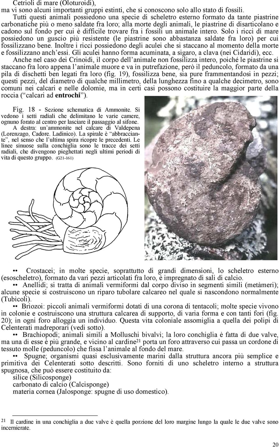 sul fondo per cui è difficile trovare fra i fossili un animale intero.