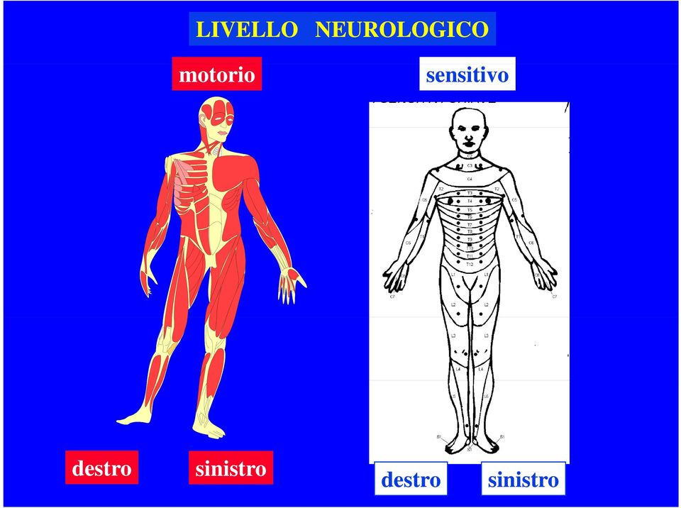 motorio sensitivo