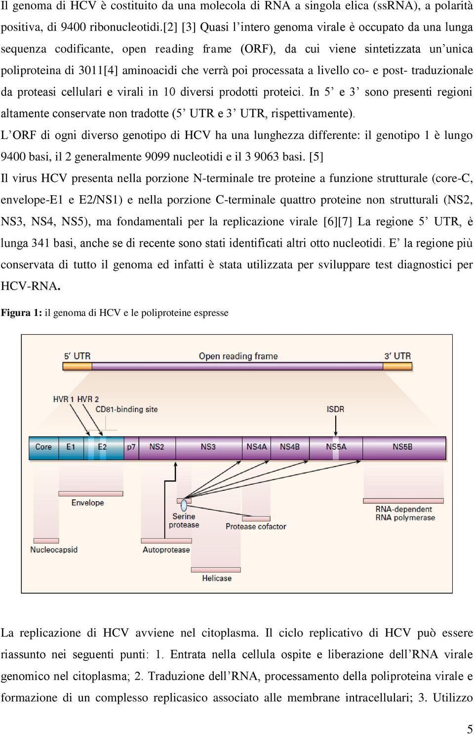 processata a livello co- e post- traduzionale da proteasi cellulari e virali in 10 diversi prodotti proteici.