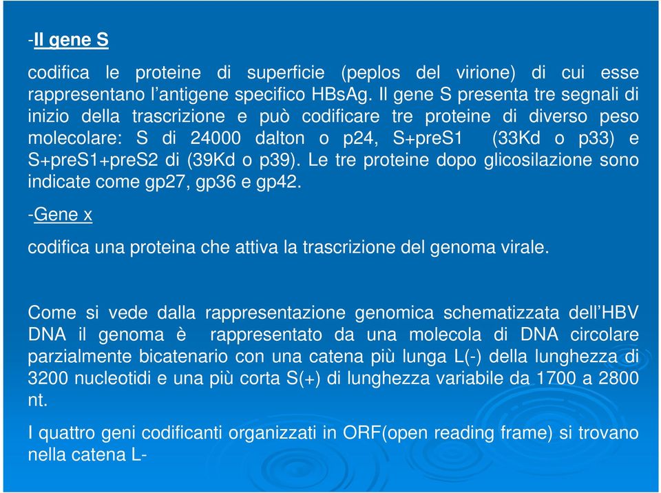 Le tre proteine dopo glicosilazione sono indicate come gp27, gp36 e gp42. -Gene x codifica una proteina che attiva la trascrizione del genoma virale.