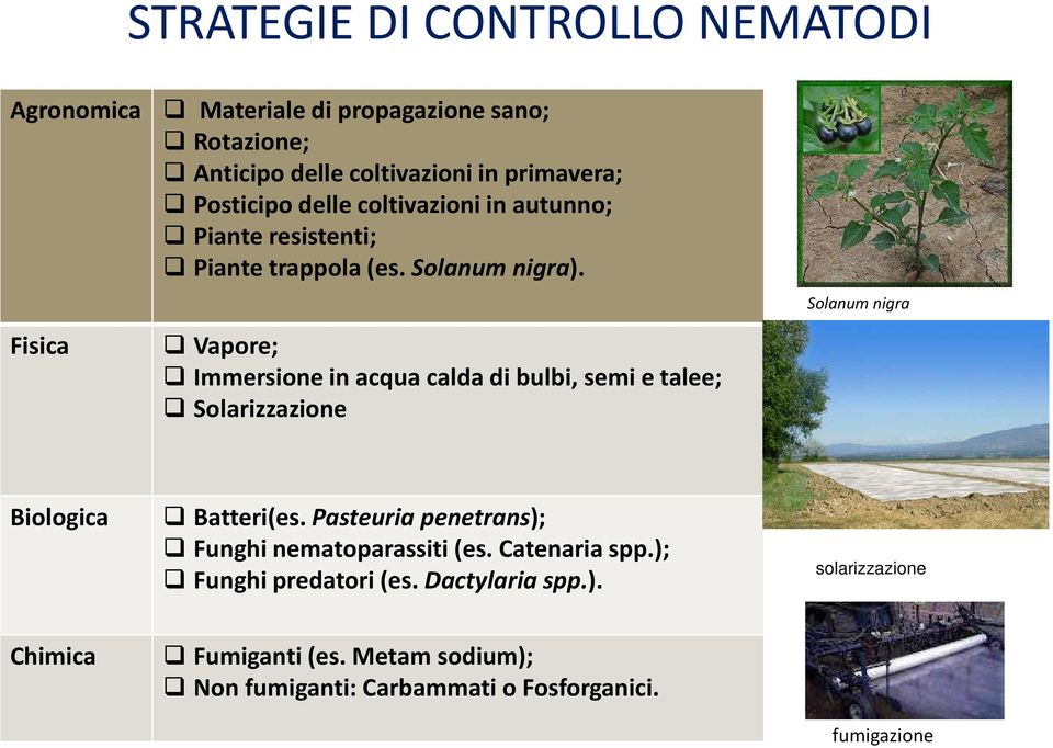 Vapore; Immersione in acqua calda di bulbi, semi e talee; Solarizzazione Solanum nigra Biologica Batteri(es.