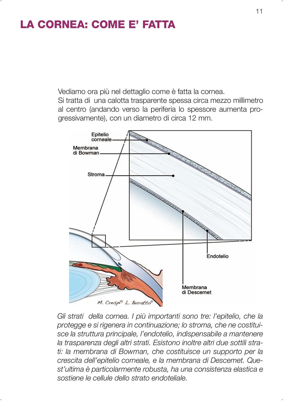 Gli strati della cornea.